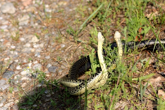 Lotta tra Coluber viridiflavus - Hierophis viridiflavus